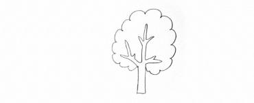 Как нарисовать дерево карандашом поэтапно
