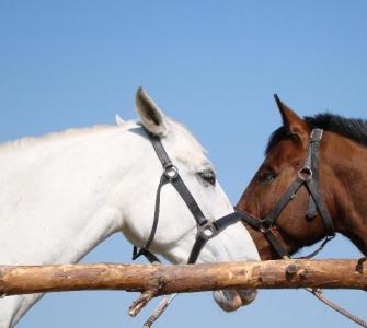 Интересные факты о лошадях и конном спорте